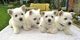 Cachorritos de westy blanco puros peluches - Foto 2