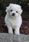 Cachorro bichon frise macho