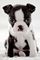 Cachorro boston terrier de calidad