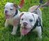 Cachorro de bulldog inglés macho con pedigree loe