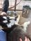 Cachorro raza pekeña, mediana y grade en adopcion alaskan malmute - Foto 2