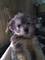 Cachorro yorshay terrier