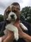 Cachorros Beagle cachorro - Foto 1