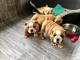 Cachorros bulldog inglés