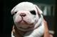 Cachorros bulldog ingles - Foto 1