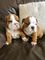 Cachorros bulldog ingles