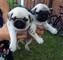 Cachorros carlino/pug