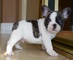 Cachorros de bulldog francés encantador para hogares amorosos - Foto 1