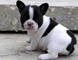 Cachorros de bulldog francés encantador para hogares amorosos - Foto 1