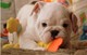 Cachorros de bulldog inglés baratos y sanos para adopción
