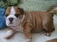 Cachorros de bulldog inglés guapo listo para ir