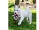 Cachorros de husky siberiano con pedigree nacional