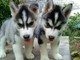 Cachorros de husky siberiano para la adopción