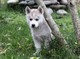 Cachorros de husky siberiano para navidad