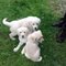 Cachorros de labrador con pedigree afijo y garantia