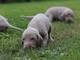 Cachorros de raza braco de weimar muy lindos