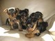 Cachorros de Yorkshire Terrier masculinos y femeninos de alta cal - Foto 1