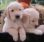 Cachorros Golden Retriever en venta ahora a un precio asequible - Foto 1