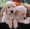 Cachorros golden retriever en venta ahora a un precio asequible