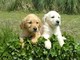 Cachorros golden retriever mini toy navidad