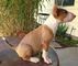 Cachorros inteligentes bull terrier disponibles - Foto 1