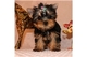 Cachorros yorkie para la adopción gratuita masculina y femenina - Foto 1