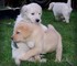 Calidad Labrador Retriever Puppies - Foto 1