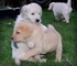 Calidad labrador retriever puppies