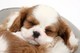 Cavalier king charles puppies