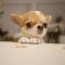 Chihuahua 5 meses cabeza de manzana para navidad - Foto 2