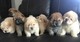 Chow chow puppies