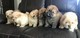 Chow Chow Puppies - Foto 2