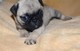 Cuddle pugs kc registrado negro a negro pugs