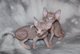 Deslumbrante gatitos Sphynx para su aprobación - Foto 1