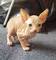 Disponible excelente camada de gatos sphynx