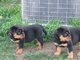 Espectaculares cachorritos de rottweiler