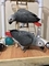 Estupenda pareja de loros grises africanos muy cariñosos - Foto 2