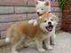 Estupendos cachorros de raza akita americano - Foto 1