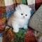 Estupendos gatitos persas blancos de gran calidad