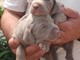 Estupendos peques de braco de weimar o weimaraner