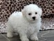 Excelente bichon frise puppies