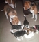 Excelentes cachorros de beagle tricolor gran calidad