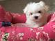 Excelentes cachorros de bichon maltes pura calidad