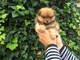 Excelentes cachorros de lulu pomerania muy lindos - Foto 1