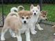 Excelentes cachorros de raza akita inu pura raza - Foto 1