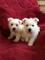 Excelentes Cachorros de westy blanco bien lindos - Foto 1