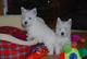 Excelentes Cachorros de westy blanco bien lindos - Foto 2