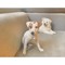 Fantasticos cachorros de jack russell - Foto 1