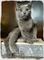 Gatitos british shorthair con muy buen comportamiento