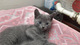 Gatitos de raza british shorthair de color azul